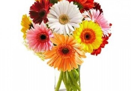 Day Dream Curacao 12 Multi gekleurde gerbera 's.